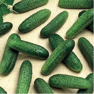 Seminte de castraveti cornichon  COD SV4097CV F1, 1000 seminte, Seminis  