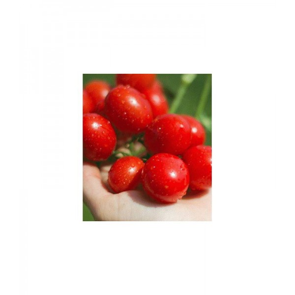 Seminte de rosii cherry Punto F1, 1000 seminte, Seminis
