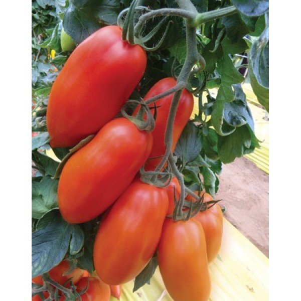 Seminte de tomate Fiorella F1, 500 seminte, Four