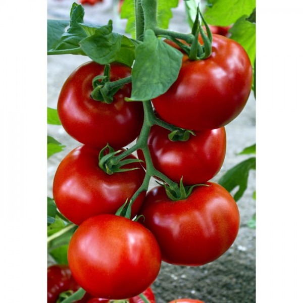 Seminte de tomate Zadurella F1 (V370 F1) Vilsem, 250 seminte, Vilmorin