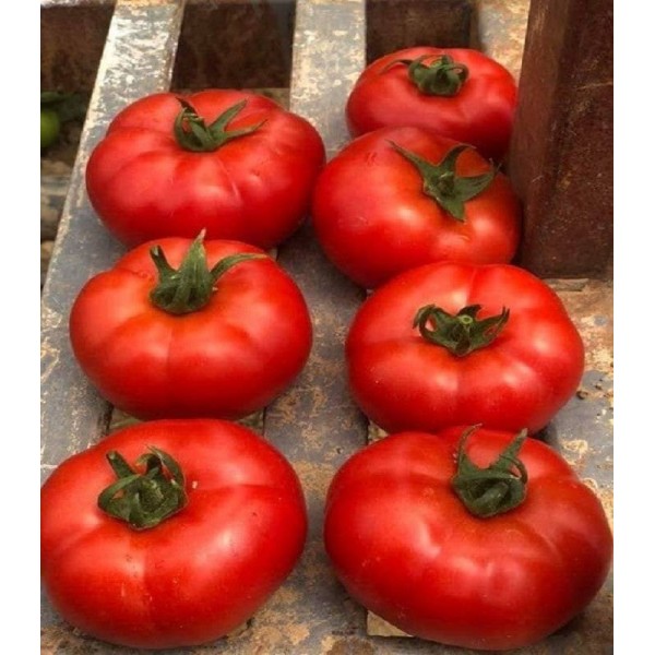 Seminte de tomate Ozkan F1, 500 seminte, Yuksel Seeds