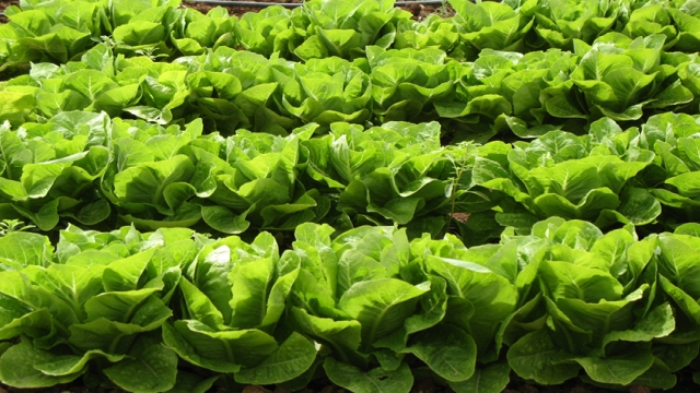 Producerea rasadului